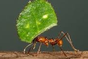 Pest Control East Gwillimbury