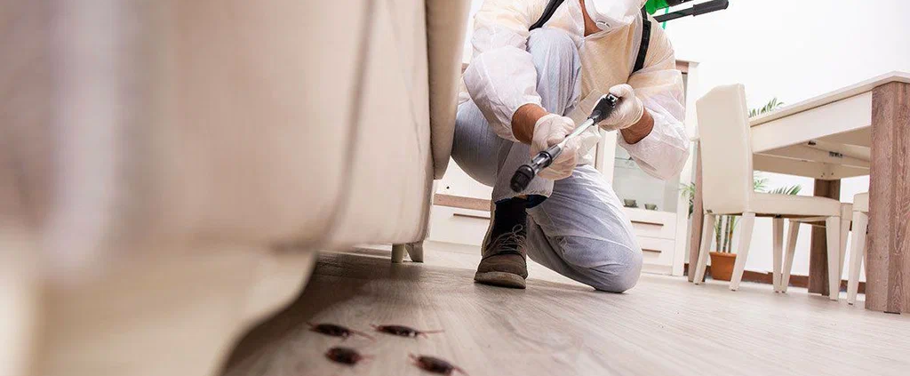 Pest control Hamilton