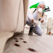 Pest control Hamilton