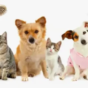 Portable Pet Bottle