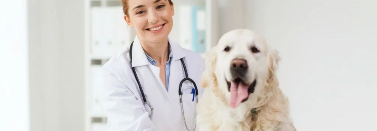 Pet care service