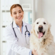 Pet care service