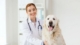 Pet care service