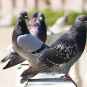 Eco-friendly pest control solutions for homes and businesses in Ayrshire
