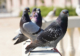 Eco-friendly pest control solutions for homes and businesses in Ayrshire