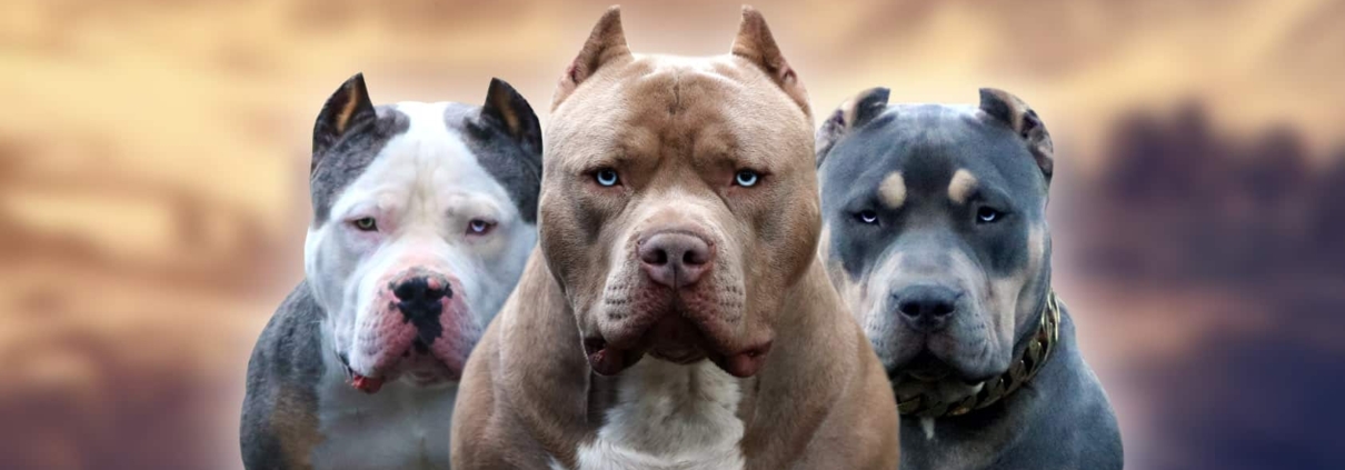 Pitbull Kennels for Sale ohio