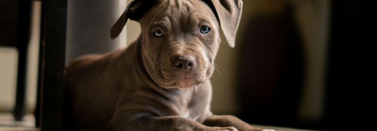 Pitbull puppies for sale in New York