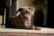 Pitbull puppies for sale in New York