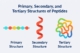 Primary, Secondary, and Tertiary Structures of Peptides