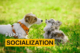 Puppy Socialization
