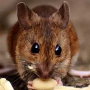 Rat Removal