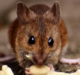 Rat Removal