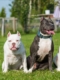 Pitbull Breeders in Maryland