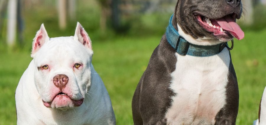 Pitbull Breeders in Maryland