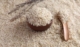 1121 sella basmati rice