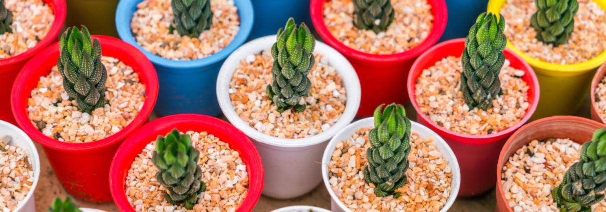 Discover the charm of mini pots and mini flower pots for your home or office. Learn how to use, style, and care for tiny planters and transform any small space into a green oasis.