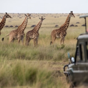 Family-Friendly Safari Options in Botswana