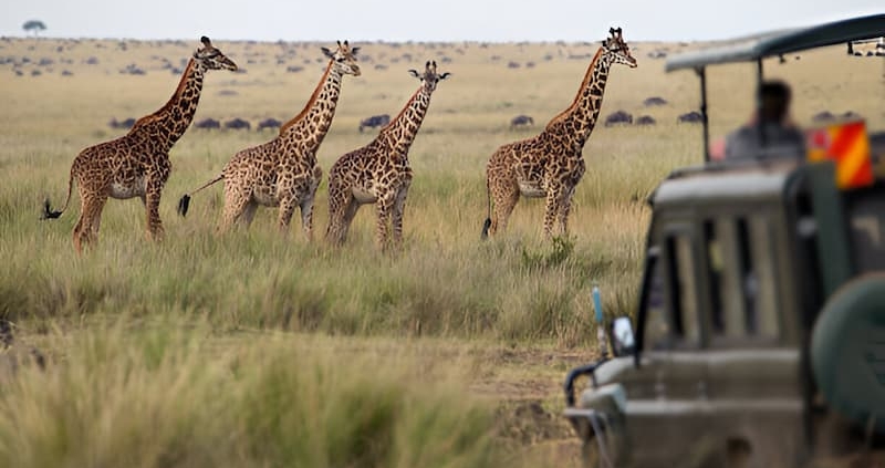 Family-Friendly Safari Options in Botswana