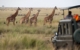 Family-Friendly Safari Options in Botswana
