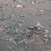 Ganga River Pollution: Causes and Solutions Explained