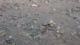 Ganga River Pollution: Causes and Solutions Explained