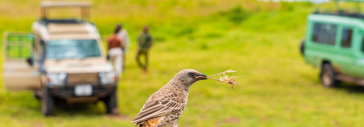zanzibar safari tour