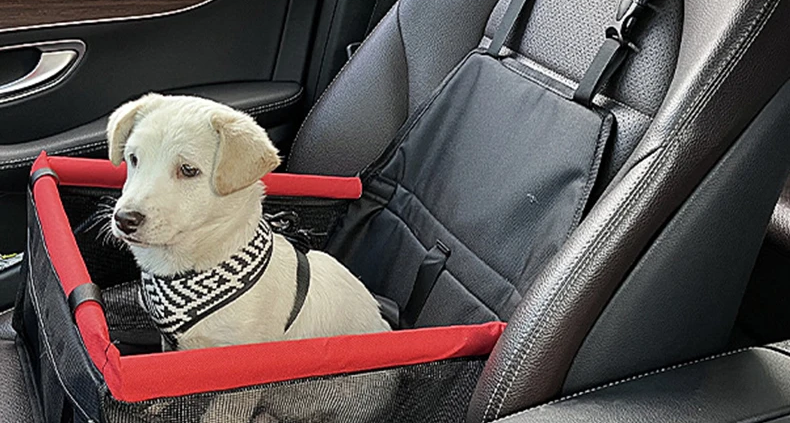 dog in handbag