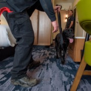 Bed Bug Detection cleveland