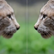 enhance (1)