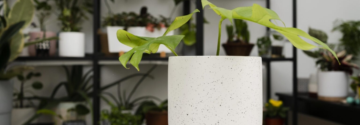 Discover how home decor items can refresh your space with style and comfort. Explore ideas using handmade home decor and curated pieces to elevate every room.