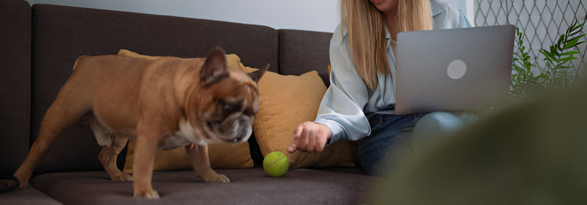 online animal courses Australia
