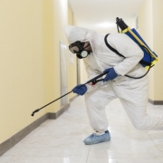 Eco-friendly insect control treatments in Newton Mearns home