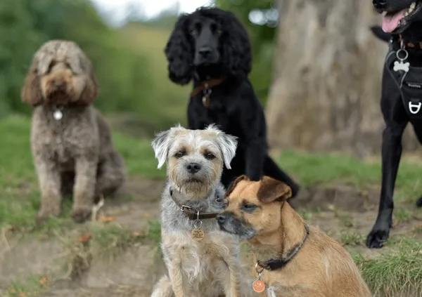 Dogs participating in group training classes for obedience and socialization