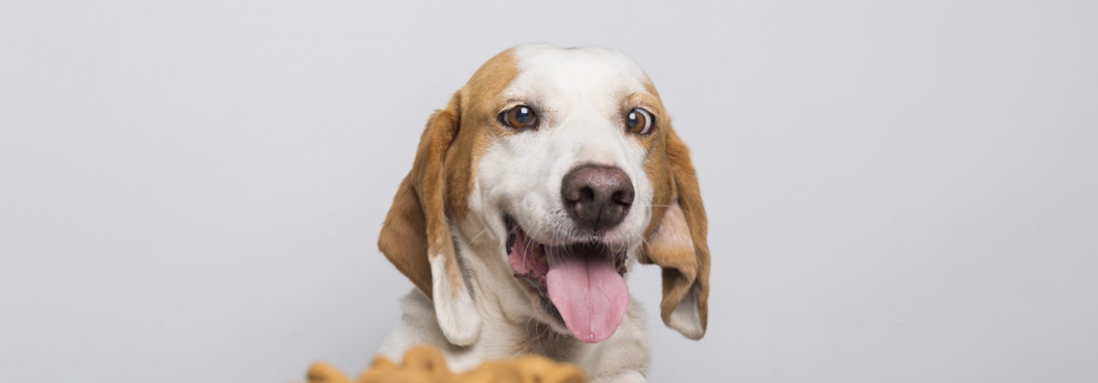 Dog food