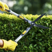 Hedge Removal Blackpool