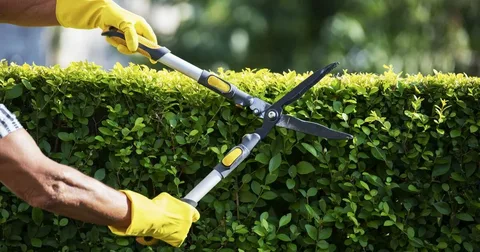 Hedge Removal Blackpool