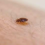 Bed Bugs Treatment in Philadelphia
