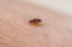 Bed Bugs Treatment in Philadelphia