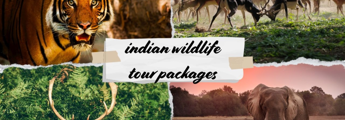 Indian Wildlife Tour Packages for Raw Jungle Experiences