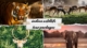 Indian Wildlife Tour Packages for Raw Jungle Experiences