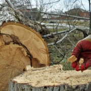 Tree Removal