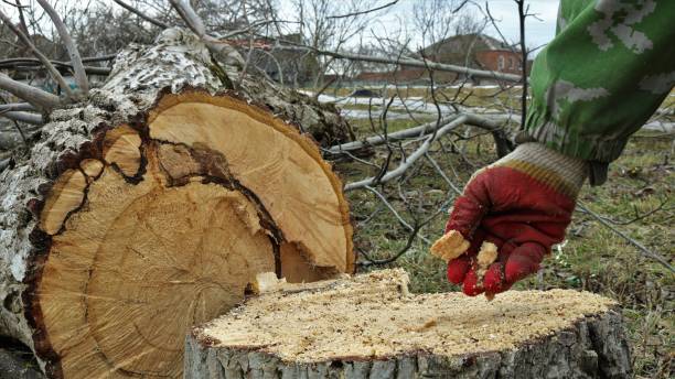 Tree Removal