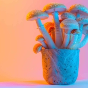 magic mushroom gummie