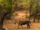 ranthambore tour