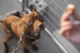 Pitbull for sale near me