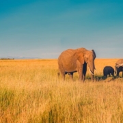 Top Safari Destinations in South Africa 