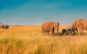 Top Safari Destinations in South Africa 