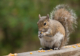 Pest control expert in Dumfries proofing a roof to prevent squirrel re-entry.