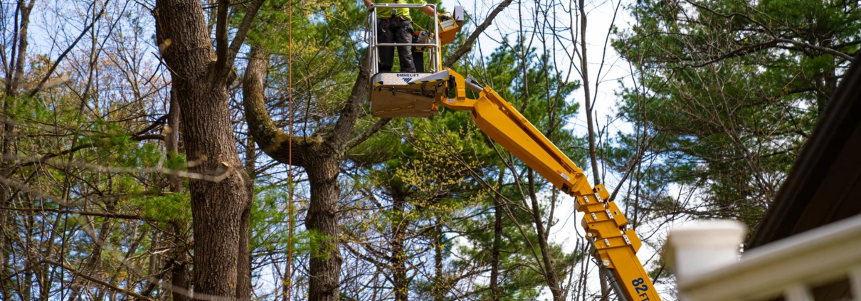Commercial Tree Services