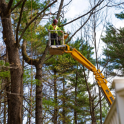 Commercial Tree Services